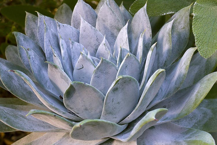 Dudleya brittonii (Giant Chalk Dudleya)